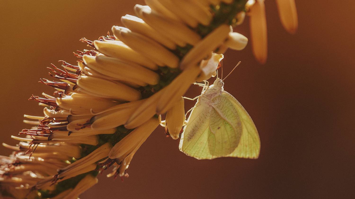 animals, insects, macro, flower, Geran Raath
