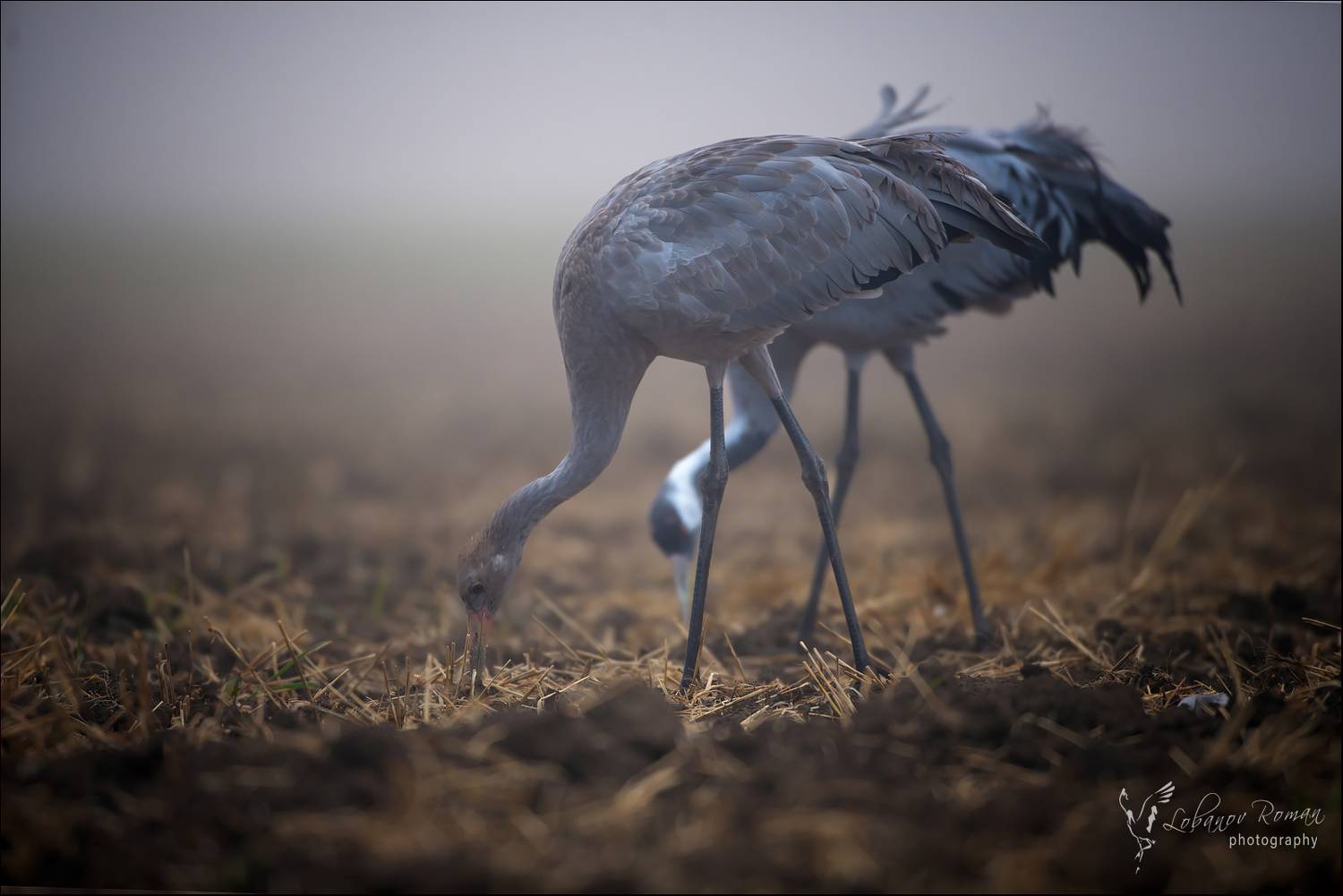 , Лобанов Роман