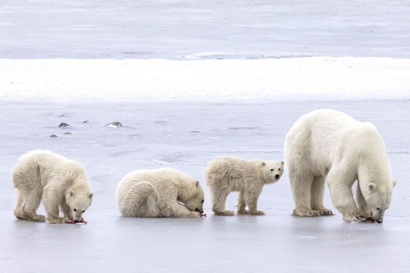 #polarbears #polar Survival of the fittest фото превью