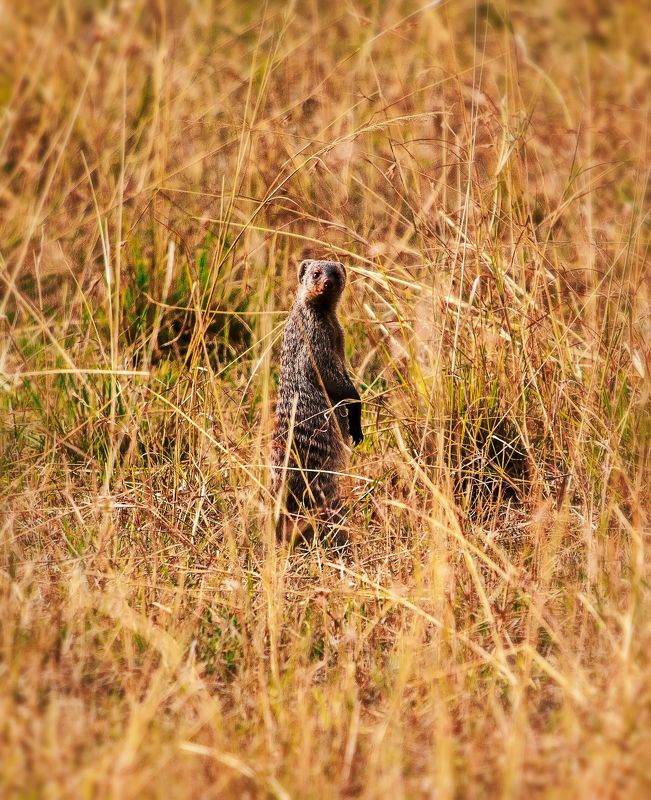 Мангуст Мангуст фото превью