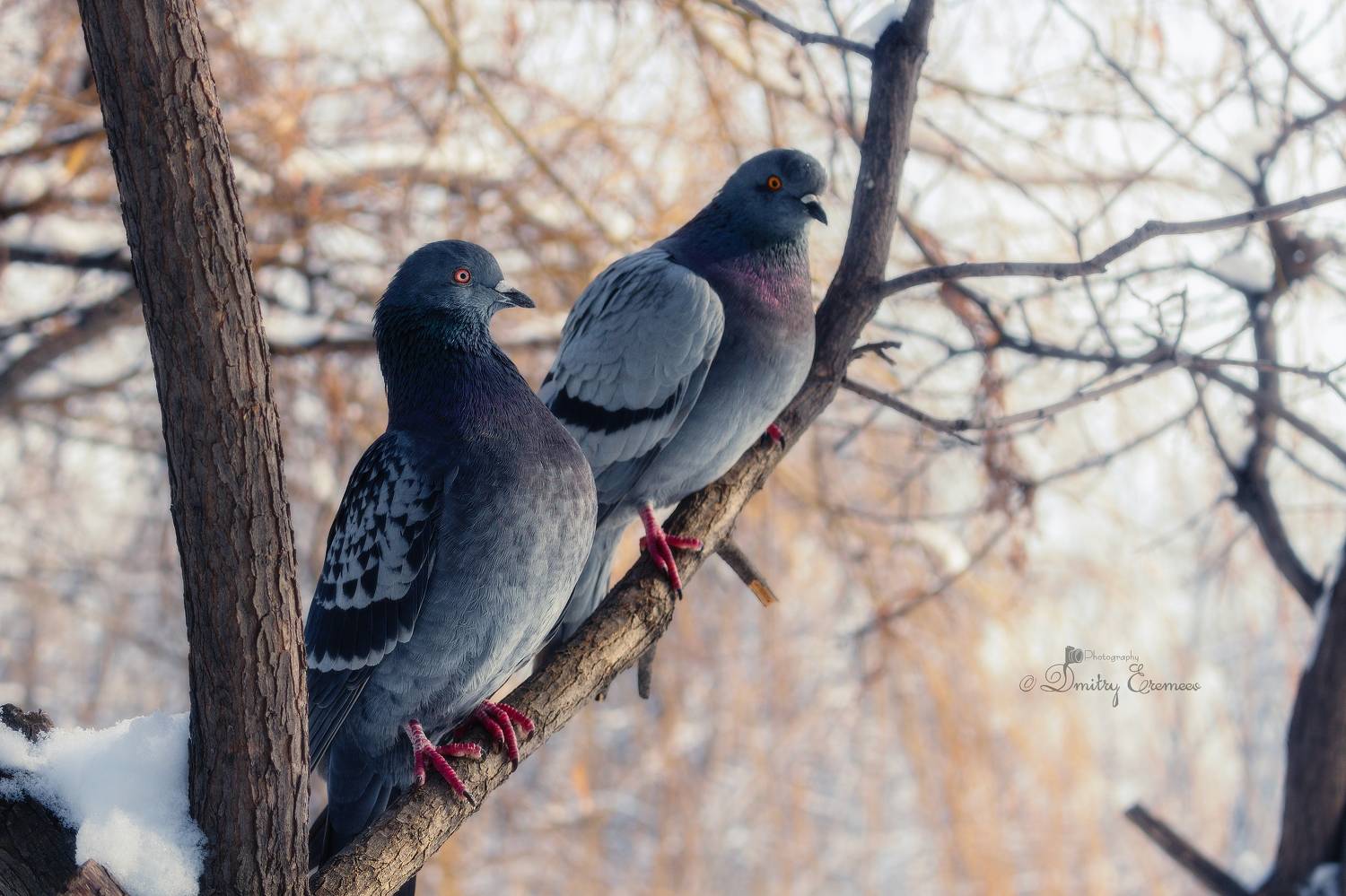 голуби птицы весна парк снег природа фотография, Еремеев Дмитрий