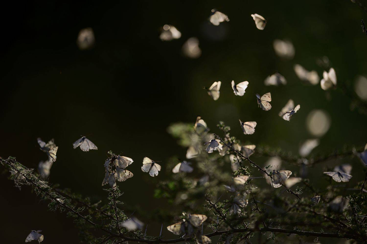 , Пупонин Сергей