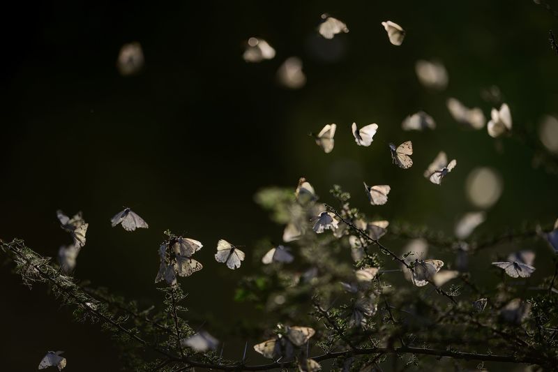 Симфония полета фото превью