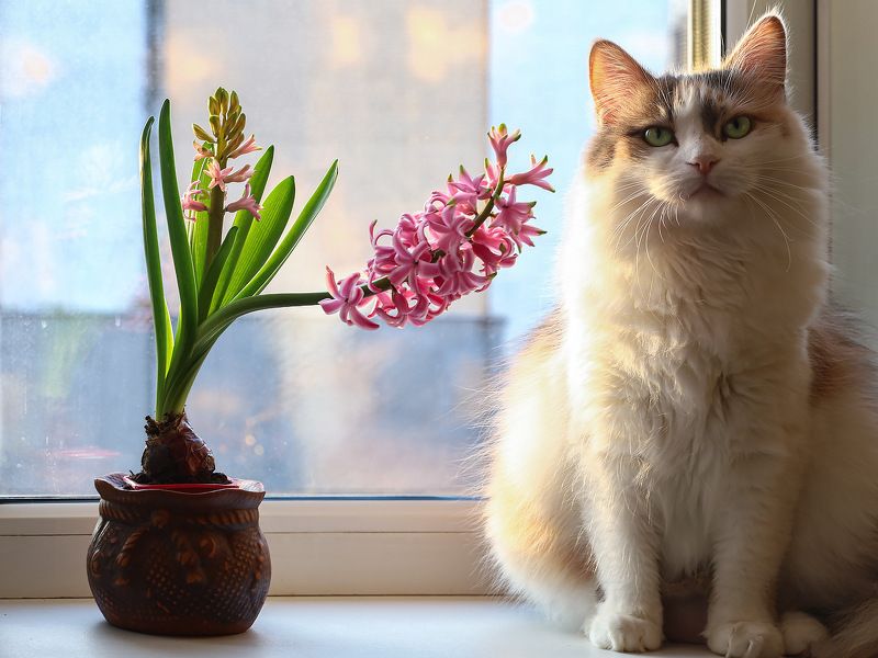 домашние животные, кошки, питомцы, весна, гиацинт Ура! Весна пришла! фото превью