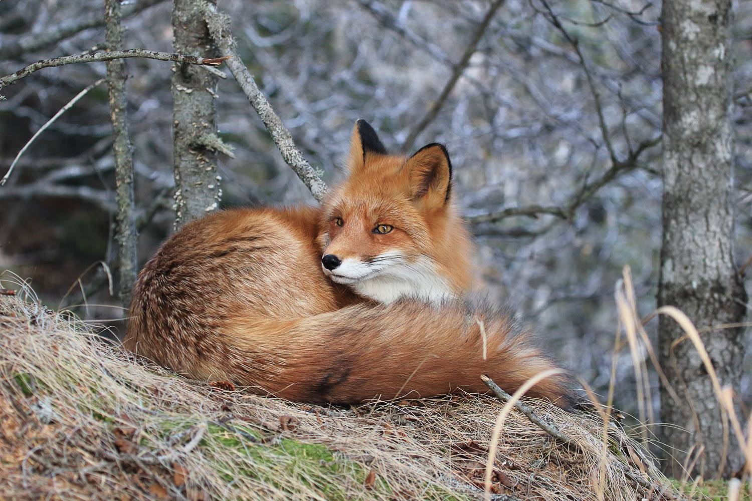 лиса, Валерий Платонов