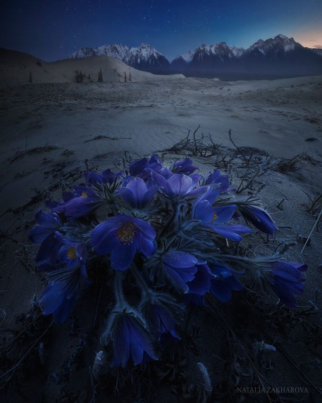 чара, чарские пески, забайкалье, весна Чара ночная фото превью