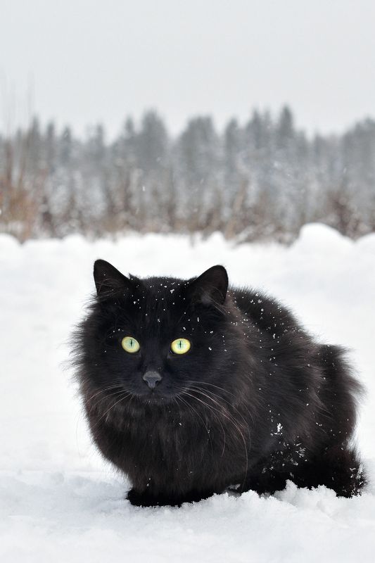 cat, animal, winter, snow, nature, pet, lovely, landscape Berrick фото превью