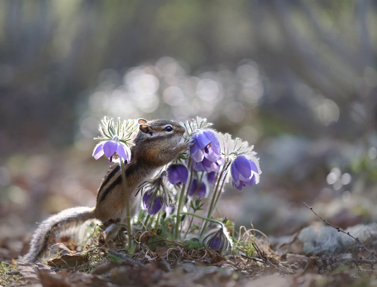 нерюнгри, бурундук, якутия, дикие_животные, женялевина, евгениялевина, животныеякутии, бурундукиибелкилевиной, Евгения Левина