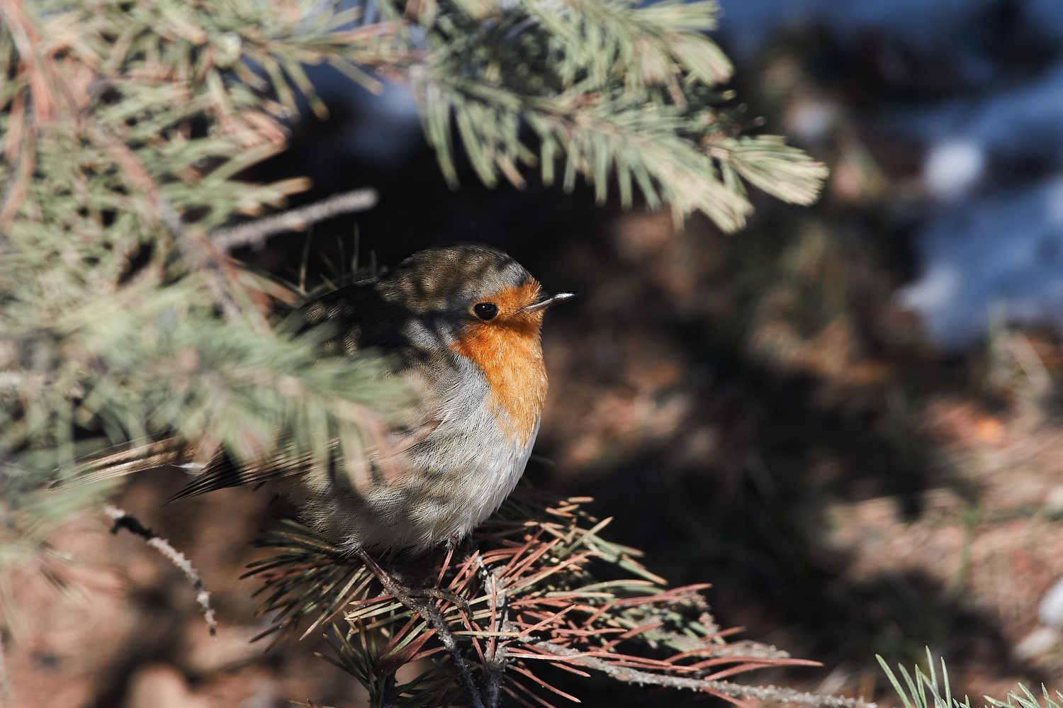 volgograd, russia, wildlife, bird, birds, birdswatching, Erithacus rubecula, , Павел Сторчилов