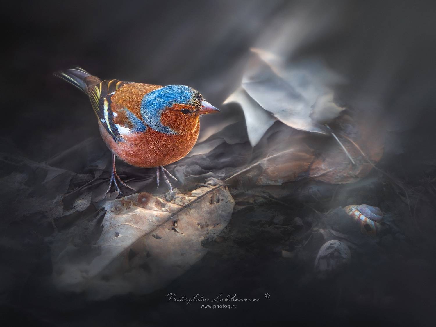 , Захарова Надежда