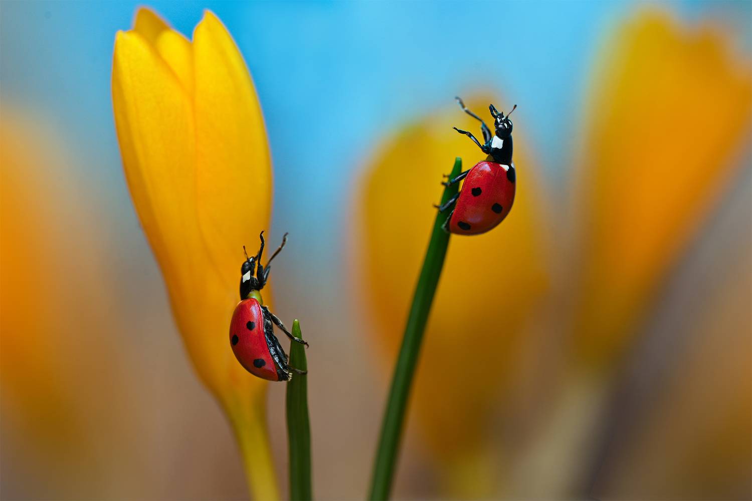 ceclii, macro, Цветан Ганев