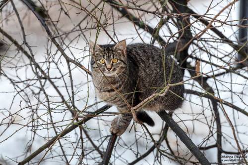 Питерские бездомные кошки и коты...С международным днём кошек и котов!