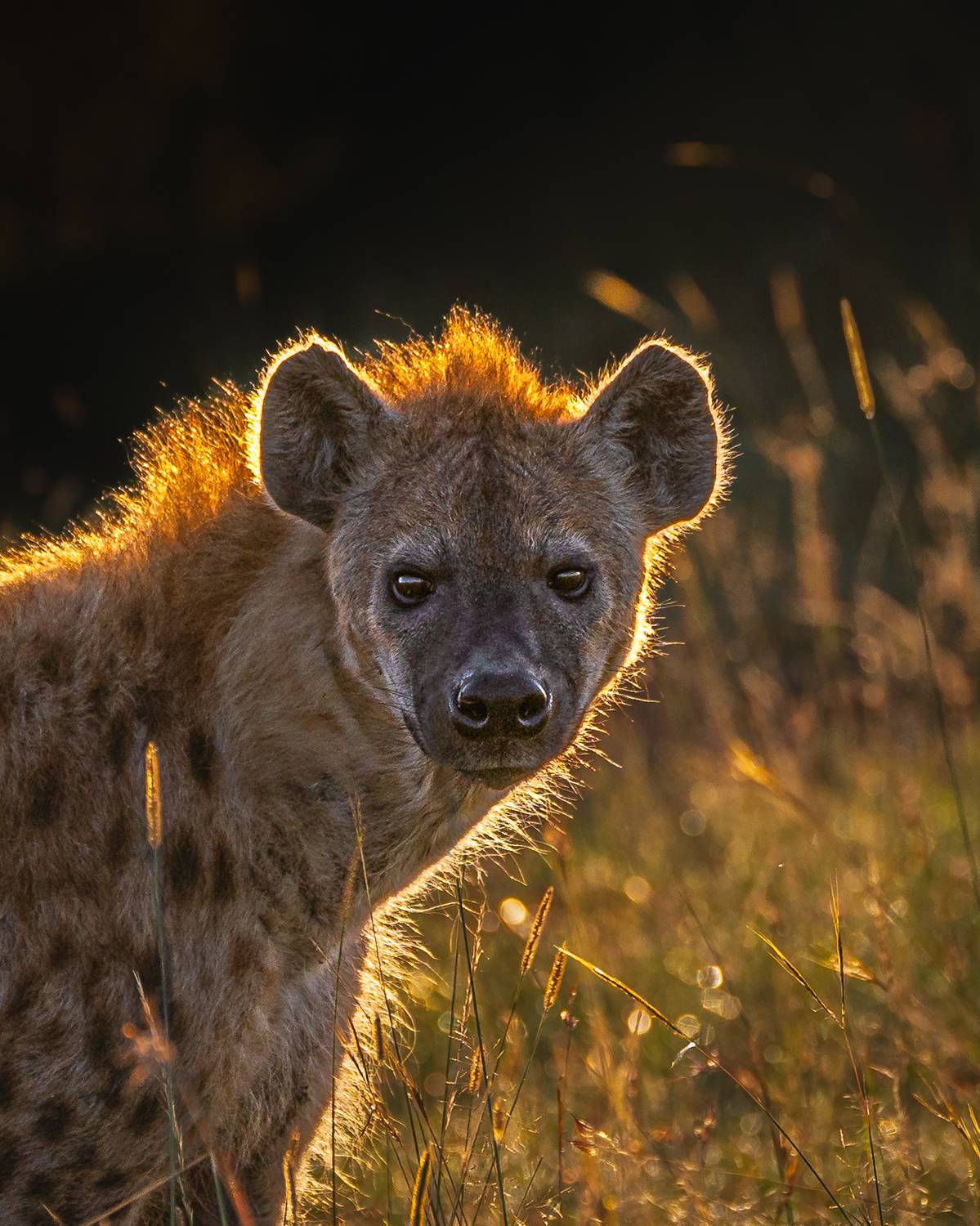 wildlife nature eye , Jayakumar MN