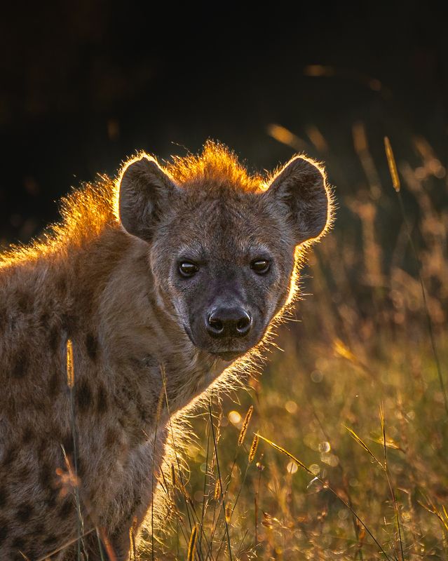 wildlife nature eye  Look фото превью