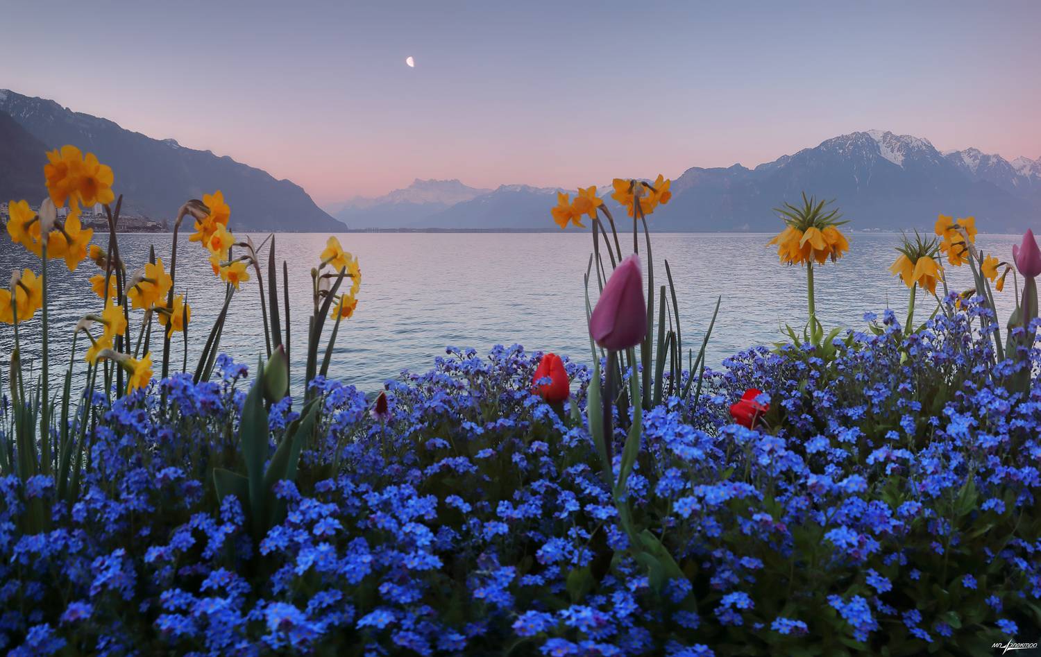 swiss,швейцария,весна,montreux, Матвеев Николай