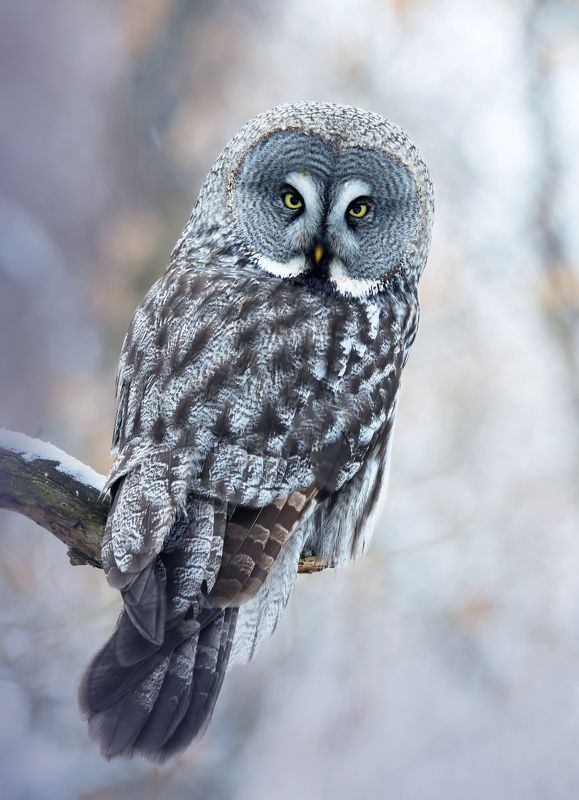 бородатая неясыть, strix nebulosa, птицы, фото птиц Бородатая неясыть. (Strix nebulosa) фото превью