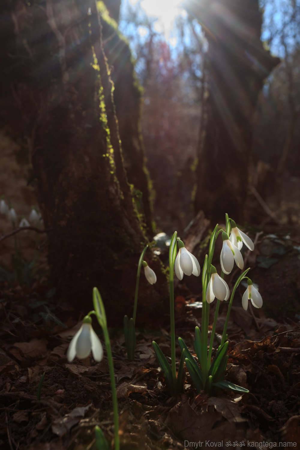 пейзажемагьё, пейзаж-как-виденье, Коваль Дмитр