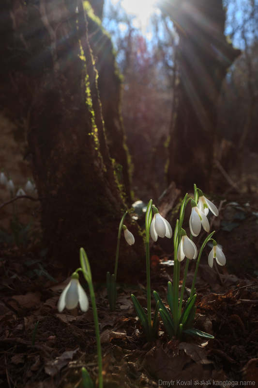 пейзажемагьё, пейзаж-как-виденье Фоэзия цветочного света... фото превью