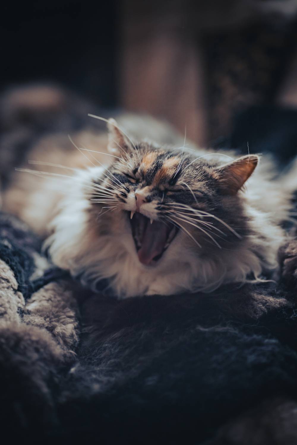кошка, портрет, дом, cat, portrait, yawning, canon, canon r5, Сергеев Кирилл