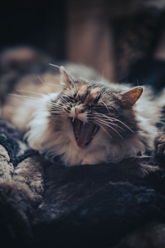 кошка, портрет, дом, cat, portrait, yawning, canon, canon r5 Весна пришла | Spring came фото превью