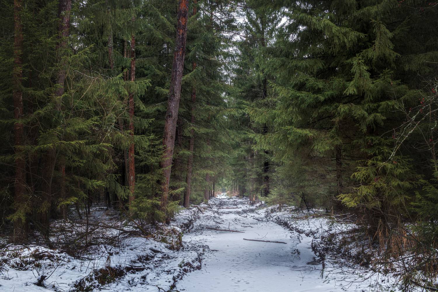 лес, деревья, снег, весна, зима, Валерий Вождаев