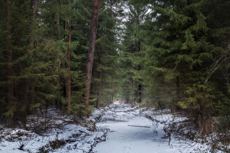В зимнем лесу фото превью
