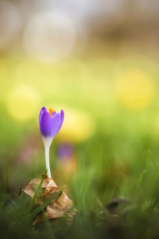 fauna, nature ,crocus, spring, macro, flower, vertical, bokeh, plant, spring, park, meadow Spring! фото превью