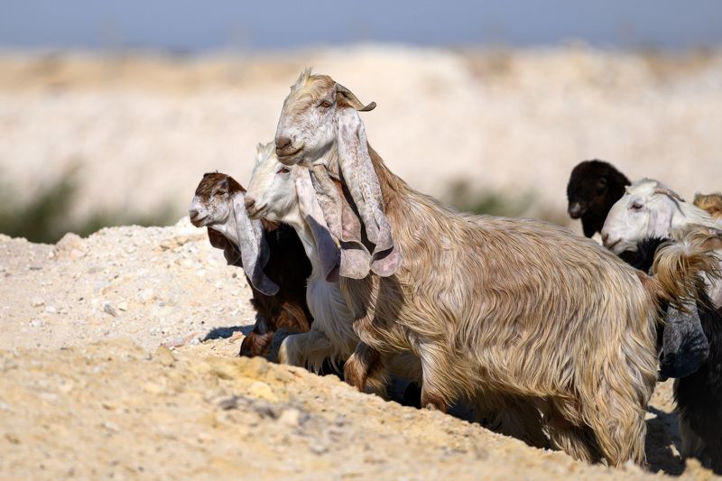 Leader фото превью