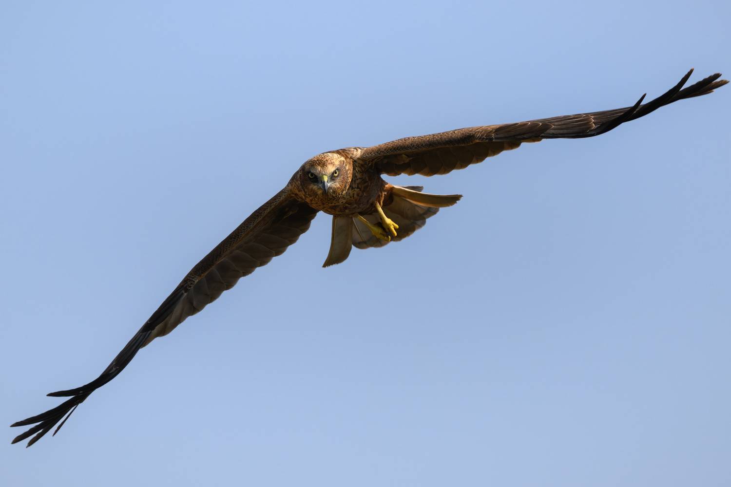 птица, фотоохота, лунь, природа, фауна, Kulikov Vladimir