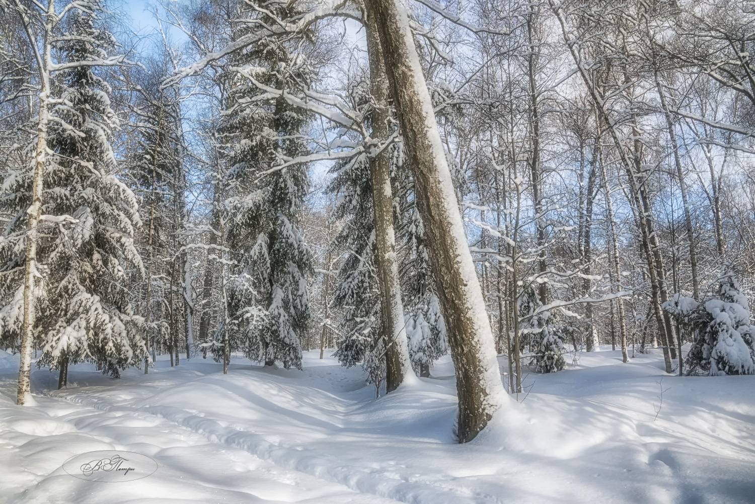 берёзы ели снег, Вера Петри