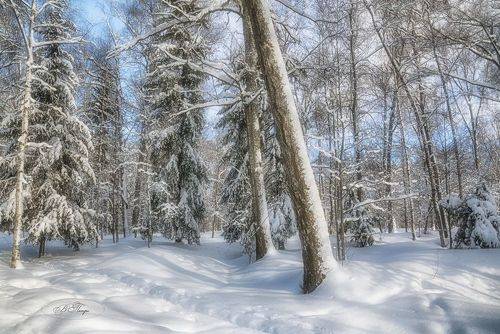 Солнечная зима