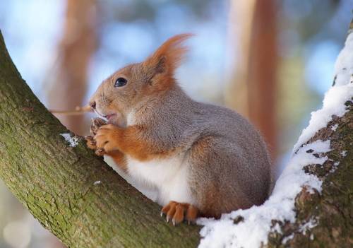 В предвкушении трапезы 