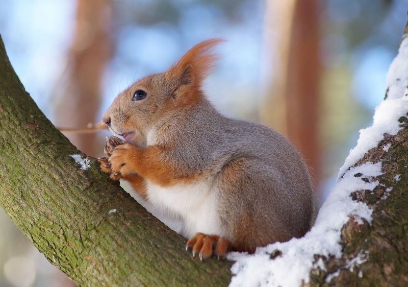 В предвкушении трапезы  фото превью