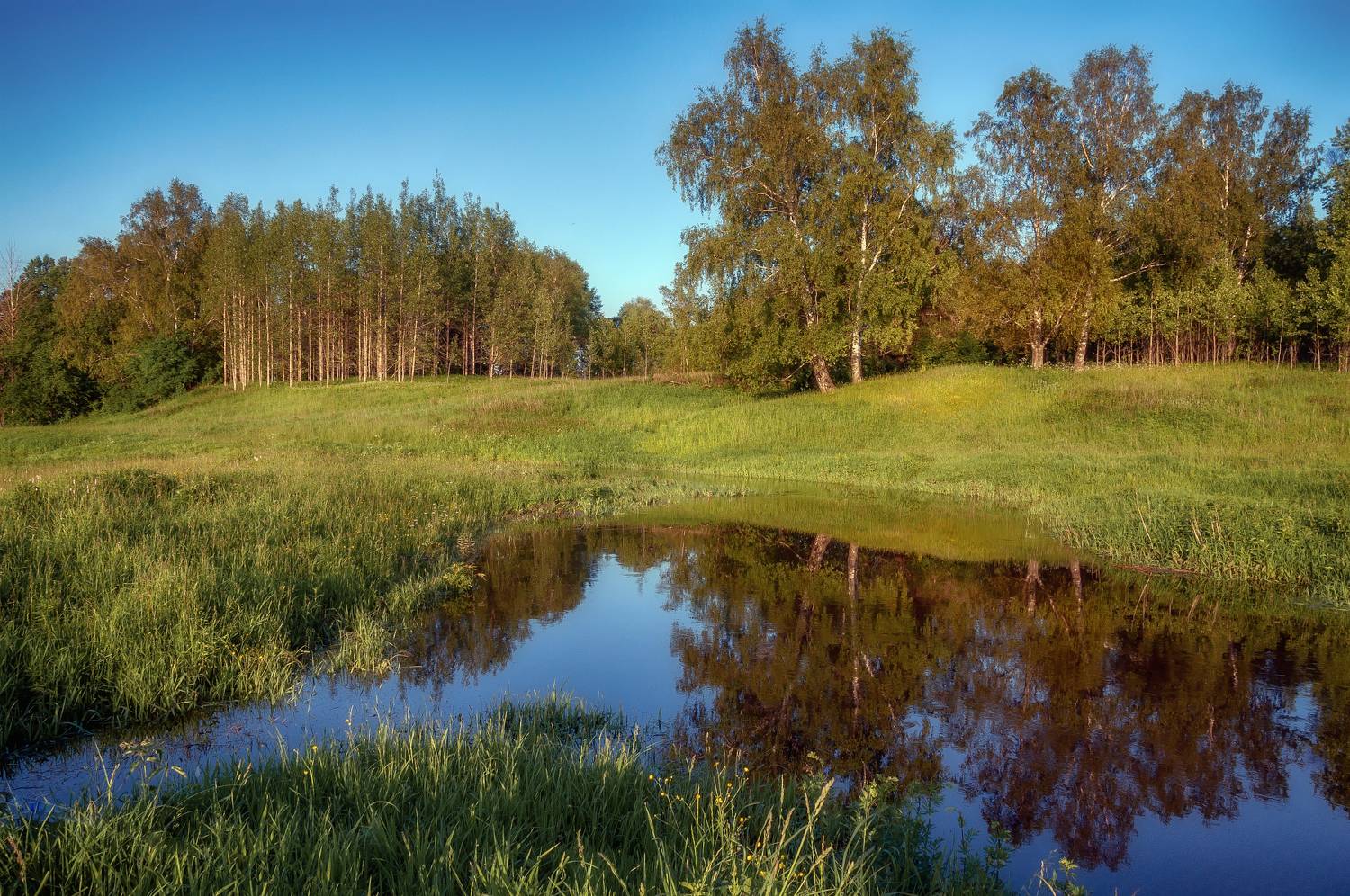 Лето, лес, речка, Сергей Аникин