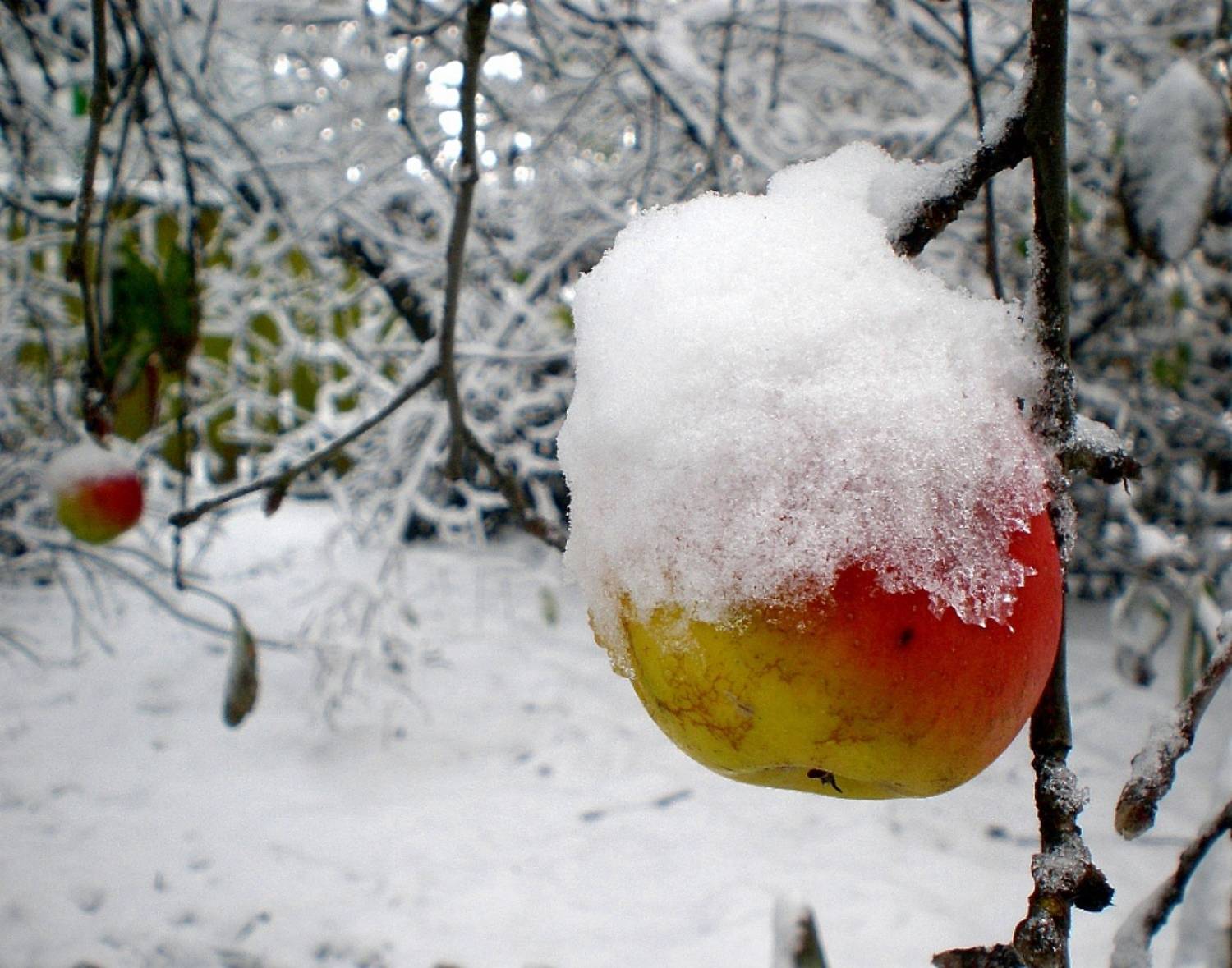 , Савоцкий Роман