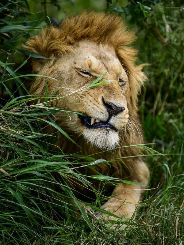 Салатика захотелось к мясу фото превью