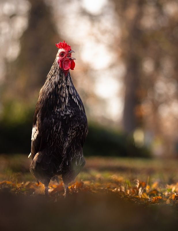 Cock фото превью