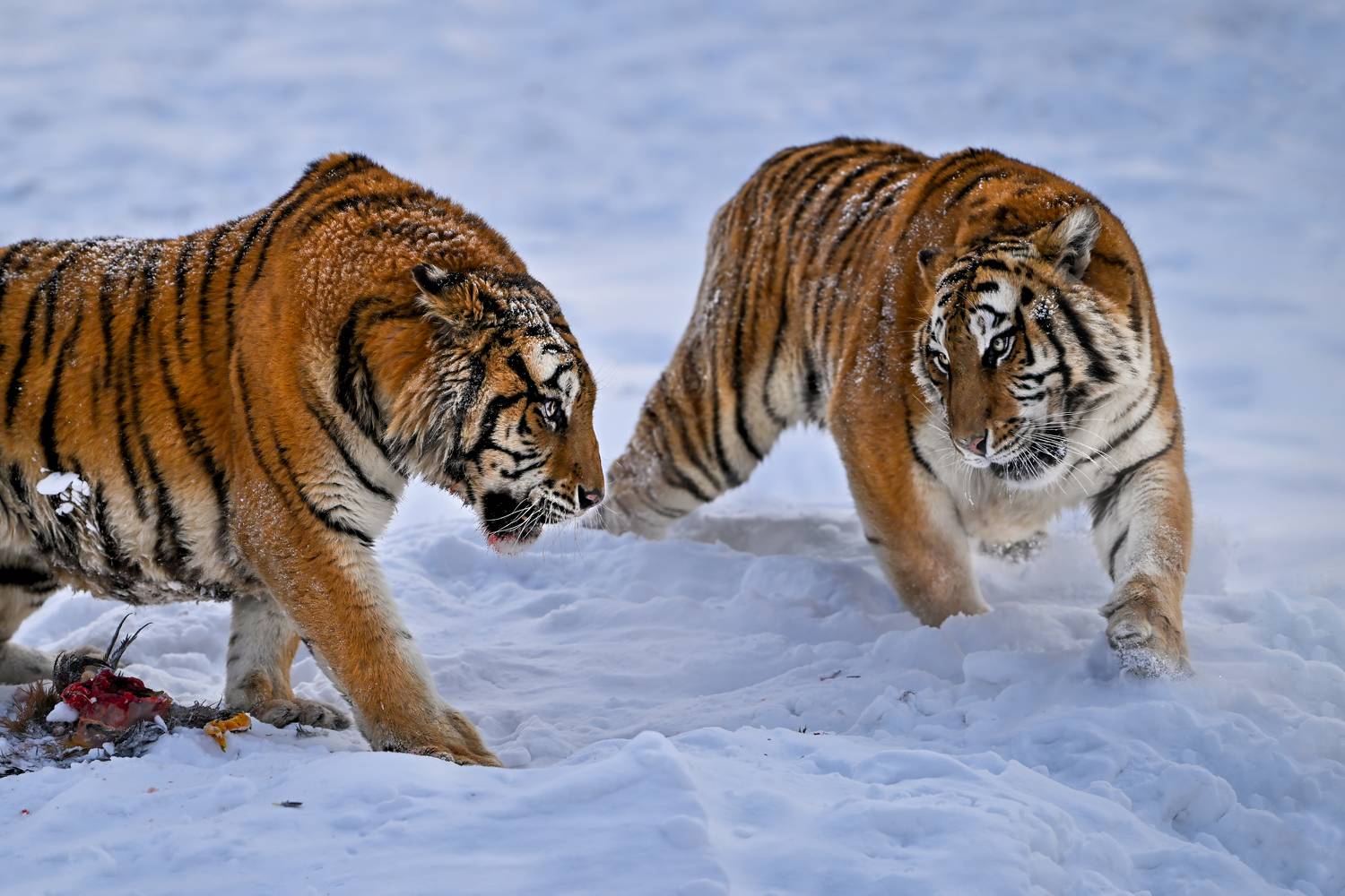 , Николай Мозгунов