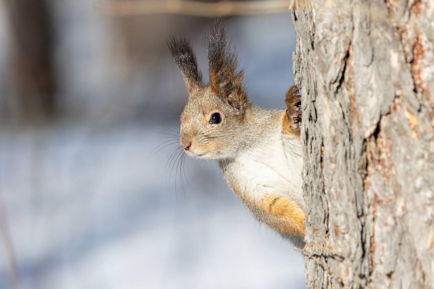 , Щепанов Дмитрий