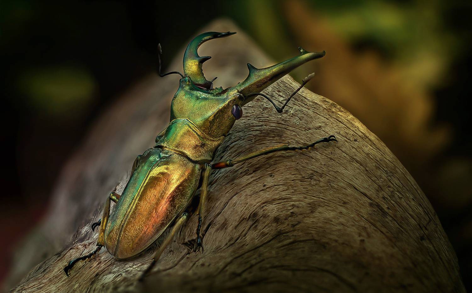 coleoptera, lucanidae, cyclommatus cupreonitens, рогач, Kavaliauskas Eugenijus