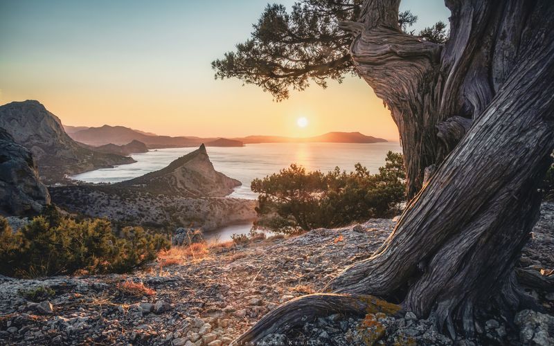 крым, новый свет, космос, утро, восход, можжевельник Встречая утро в Новом Свете фото превью