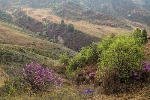 Майский Алтай...