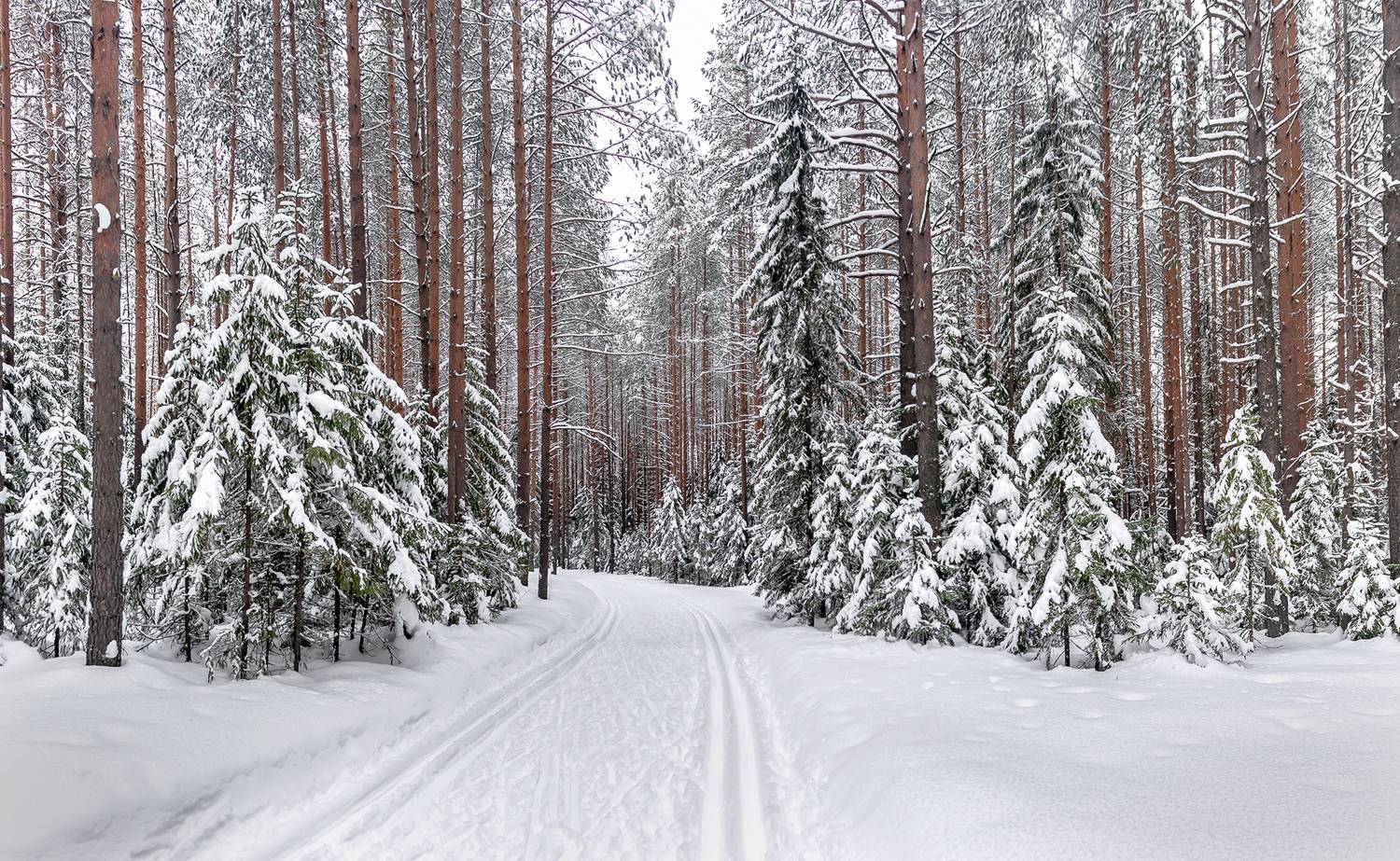 лес, лыжня, снег, сосны, ели,, Анкудинов Леонид