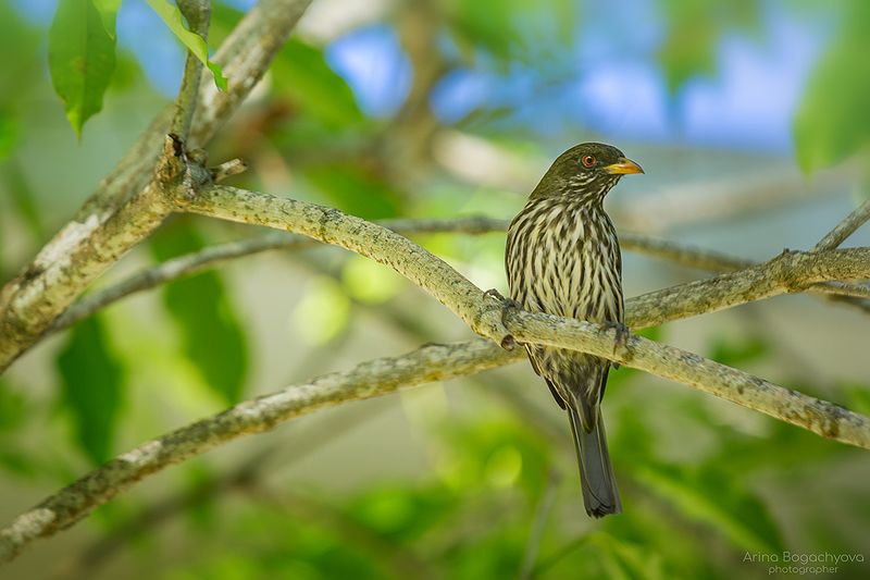 Пальмовый чекан фото превью