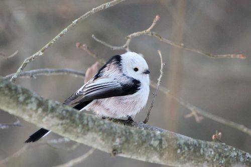 Ополовник (Aegithalos caudatus)
