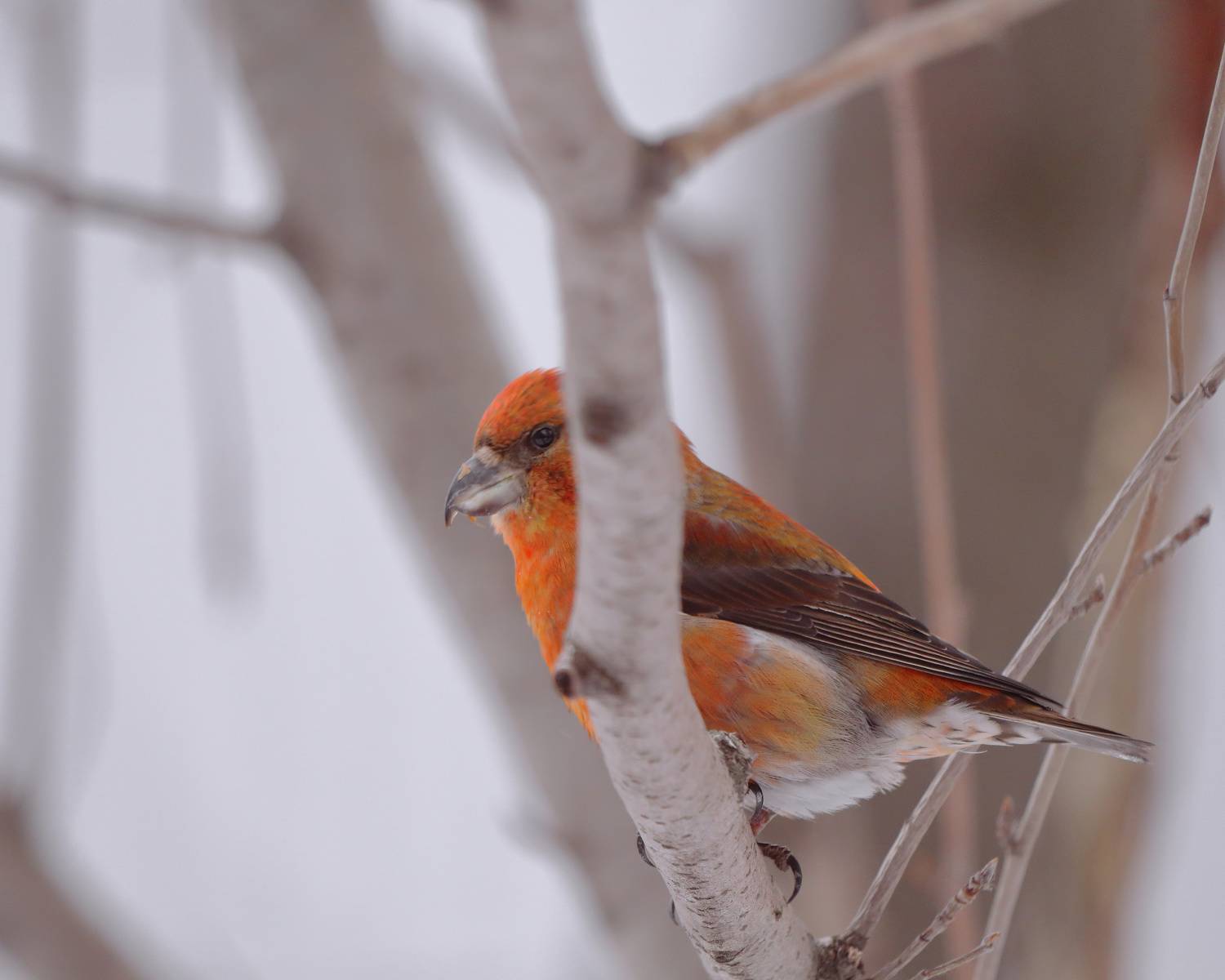 птицы, лес, природа, фотоохота, Александр Титов