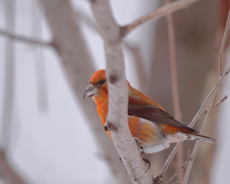 Лесной гость в Архангельске: клест-еловик... фото превью