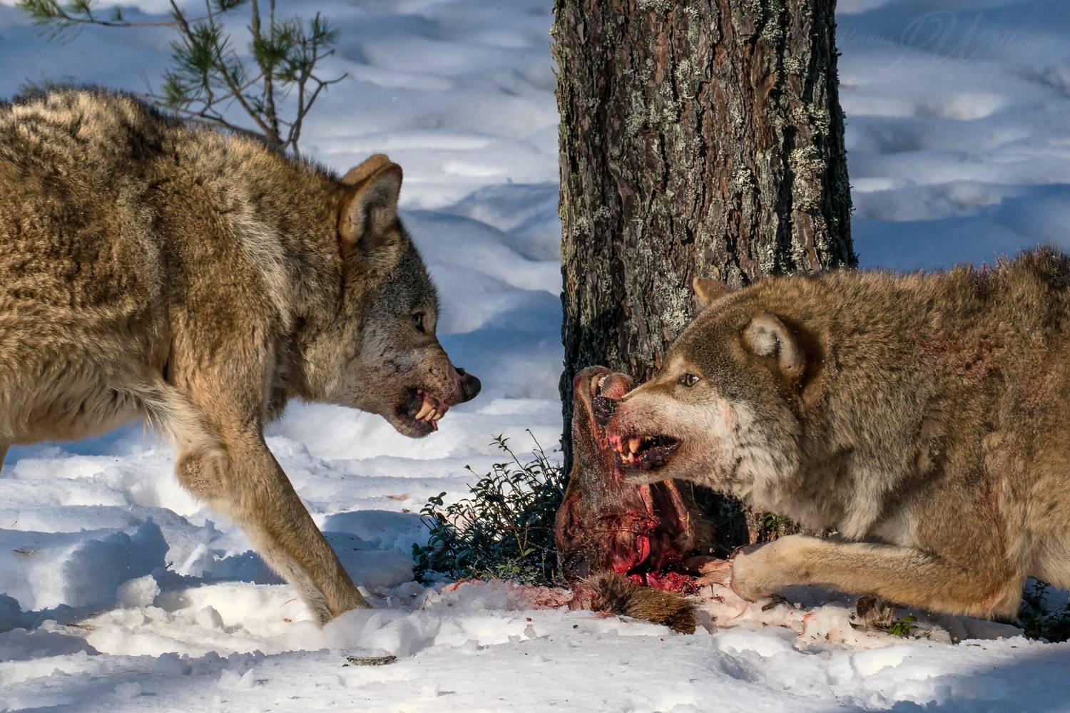 , Регина Иванова