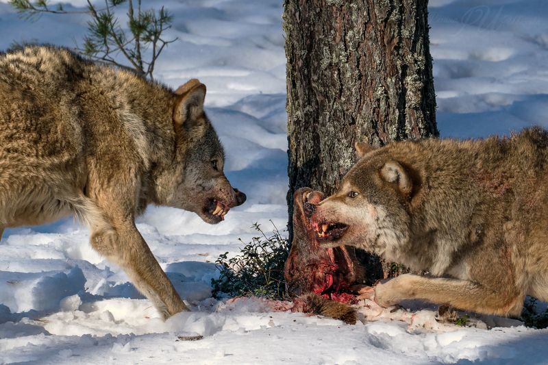 ВОЛКИ фото превью