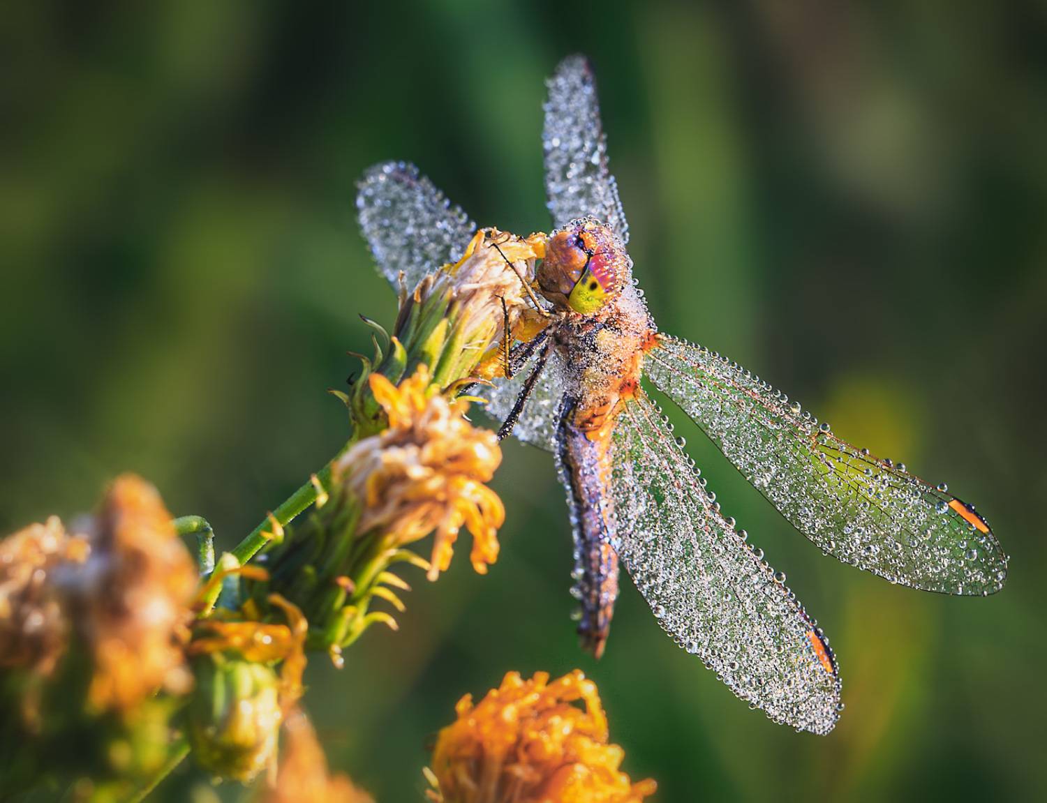насекомые, стрекоза, утро, роса, Борис Новиков